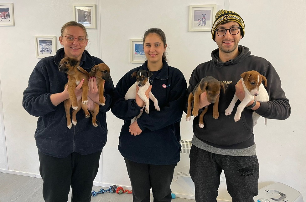 Staff with puppies at Teckels Animal Sanctuary | Randall & Payne corporate charity 2024/25